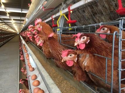 多层次生产线输送生产线的鸡卵家禽养殖场, 蛋鸡养殖场, 农业技术装备