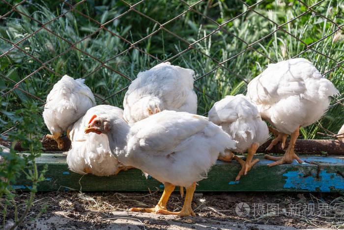 在栅栏附近的肉鸡鸡农村家禽养殖场