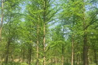 贵州苗木种植基地选择和土壤处理需要注意哪些