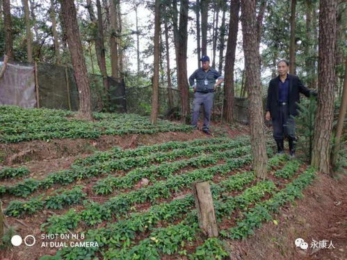 永康市启动林木种苗生产经营许可事项 双随机 抽查