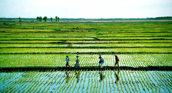 农业部 农业农村经济发展形势呈现 六个新