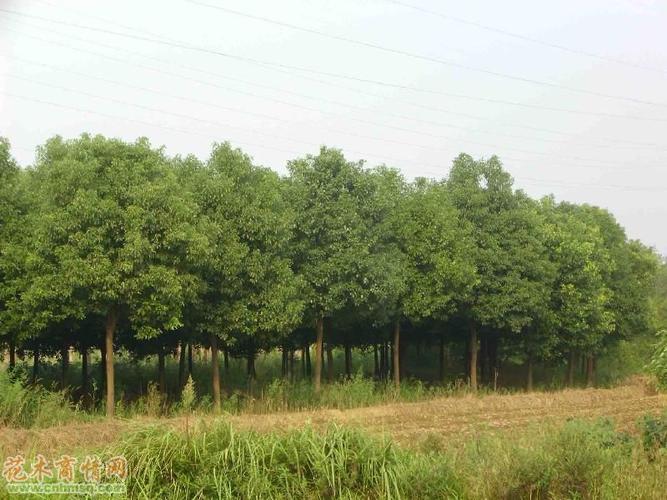 阳光香樟树价格及作用附带种植单位和图片分析