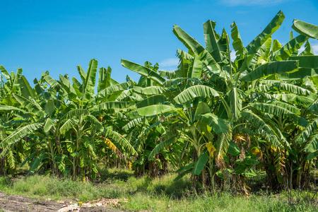 香蕉树种植园图片